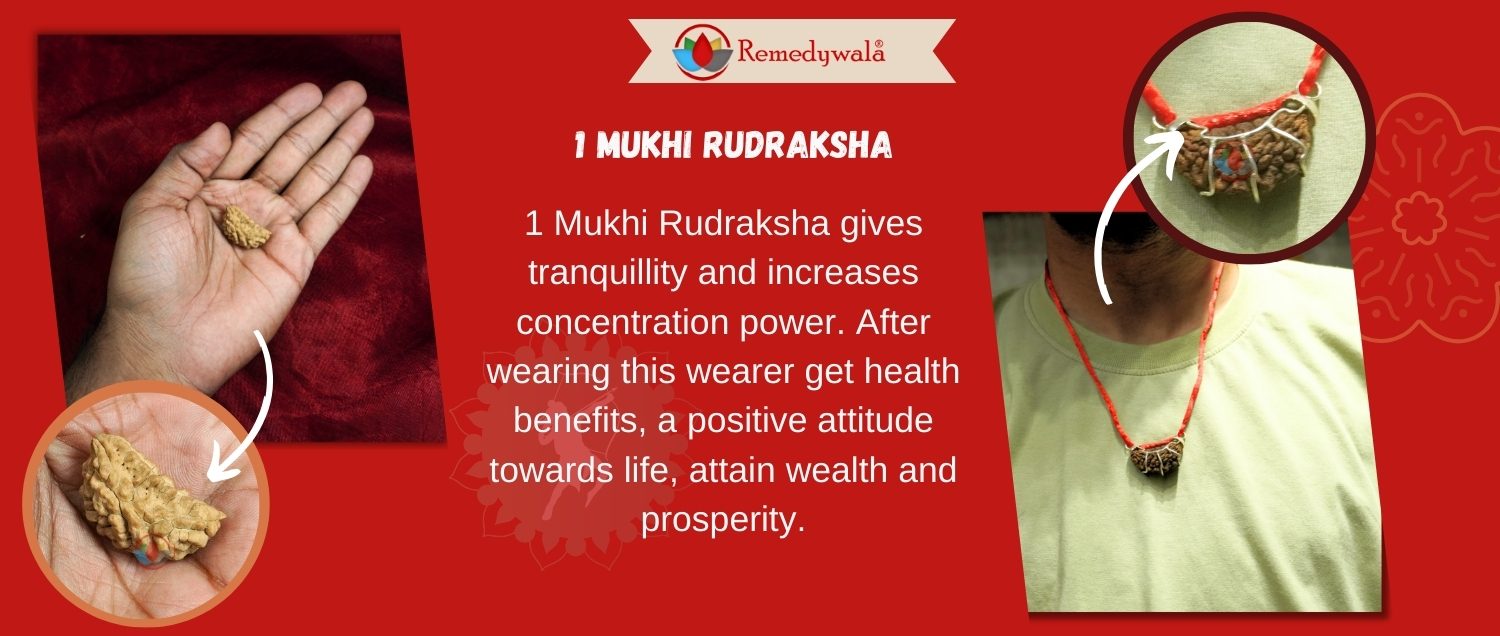 1 Mukhi Rudraksha / One Face Rudraksha