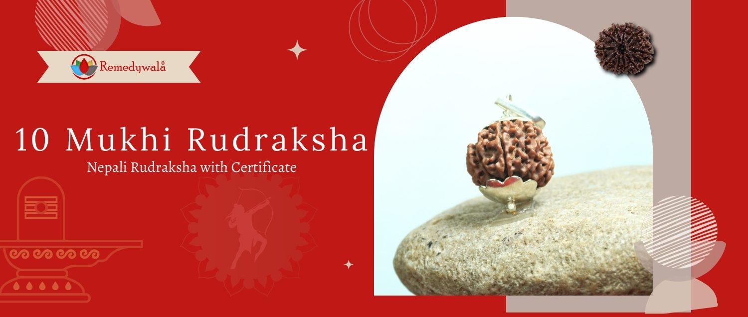 10 Mukhi Rudraksha / Ten Face Rudraksha