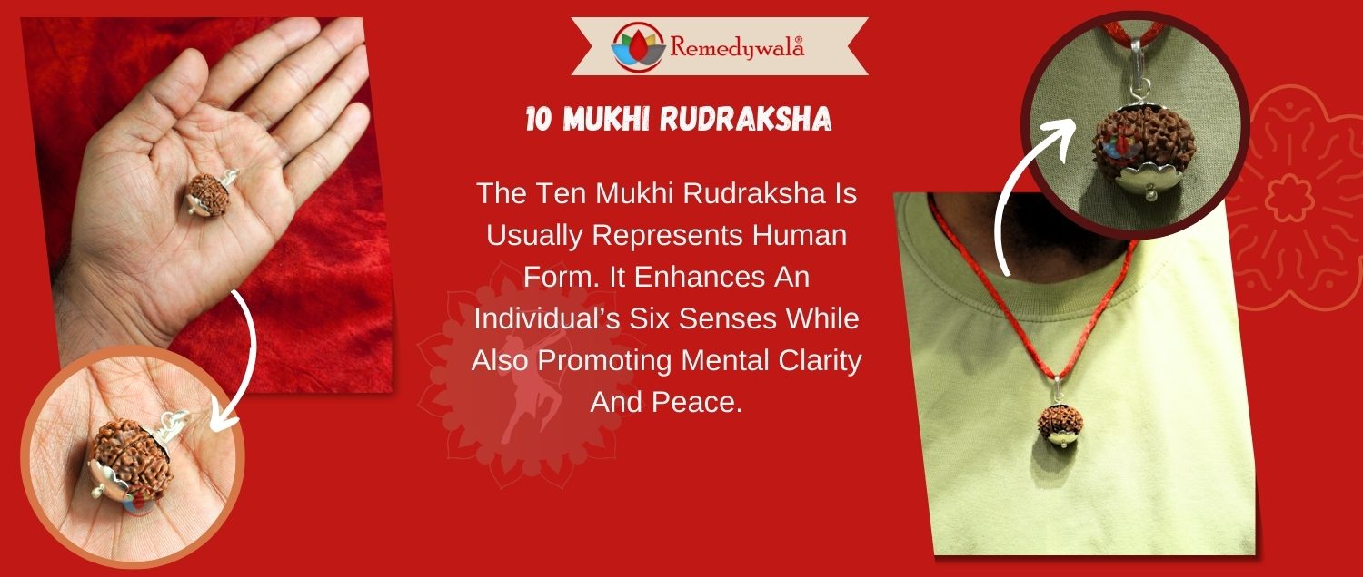 10 Mukhi Rudraksha / Ten Face Rudraksha