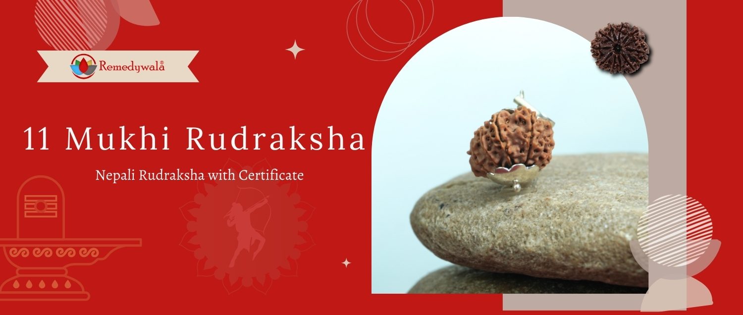 11 Mukhi Rudraksha / Eleven Face Rudraksha