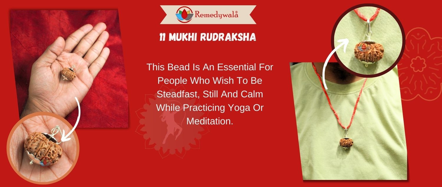 11 Mukhi Rudraksha / Eleven Face Rudraksha