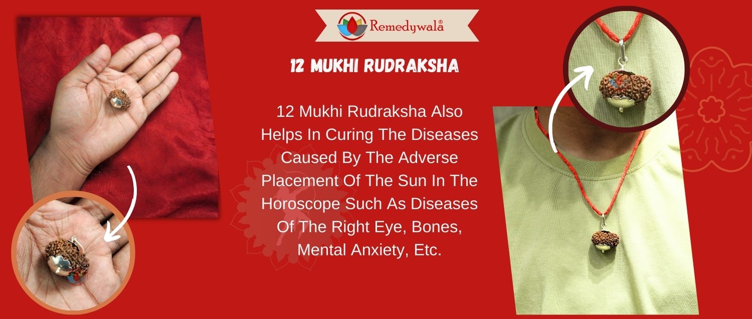 12 Mukhi Rudraksha/Twelve Face Nepali Rudraksha