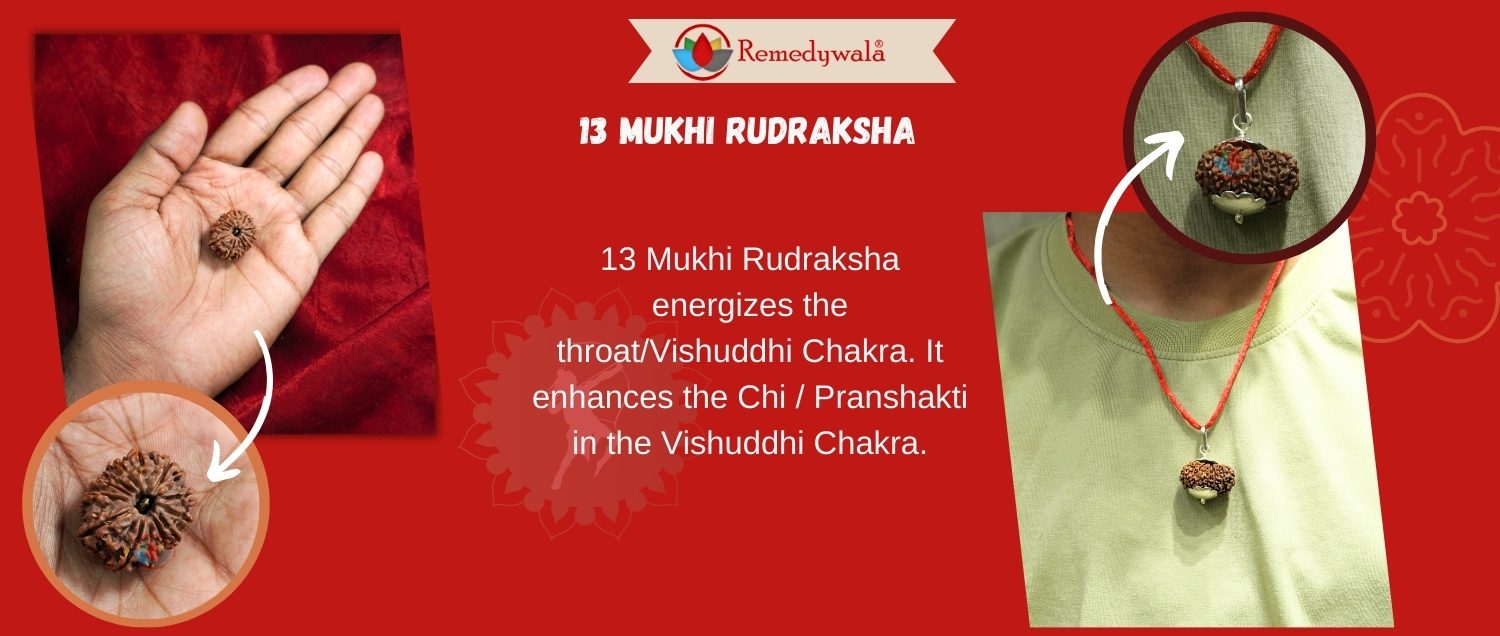 13 Mukhi Rudraksha / Thirteen Face Rudraksha