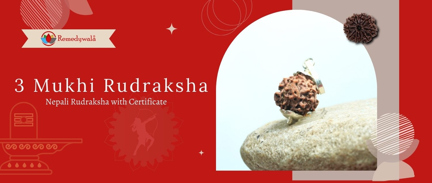 3 Mukhi Rudraksha / Three Face Rudraksh