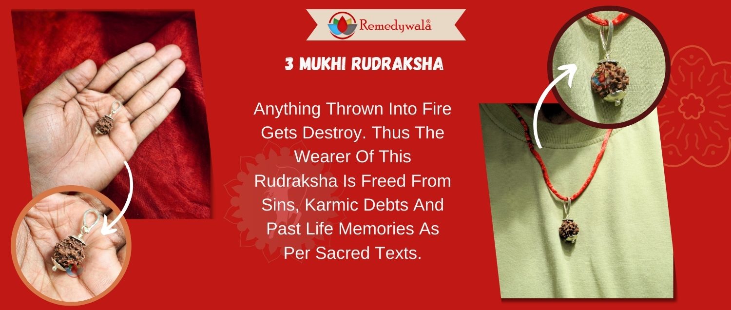 3 Mukhi Rudraksha / Three Face Rudraksh