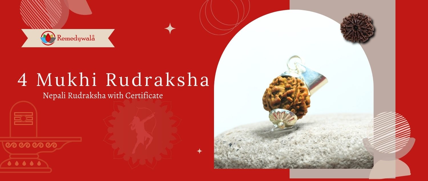 4 Mukhi Rudraksha / Four Face Rudraksha