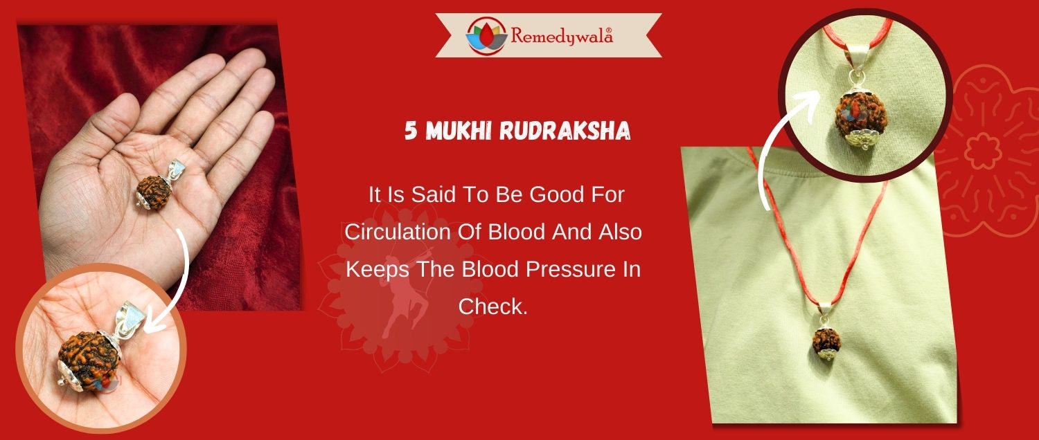 5 Mukhi Rudraksha / Five Face Rudraksha