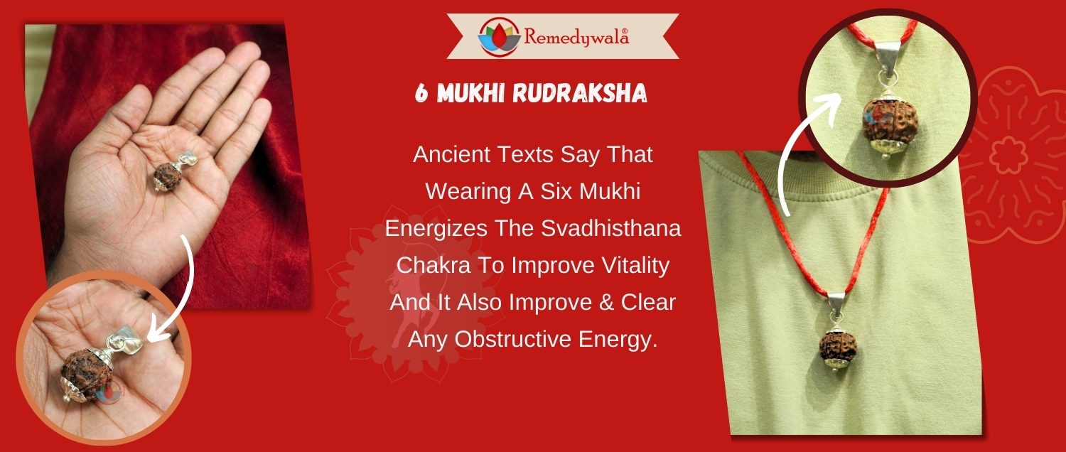 6 Mukhi Rudraksha / Six Face Rudraksha