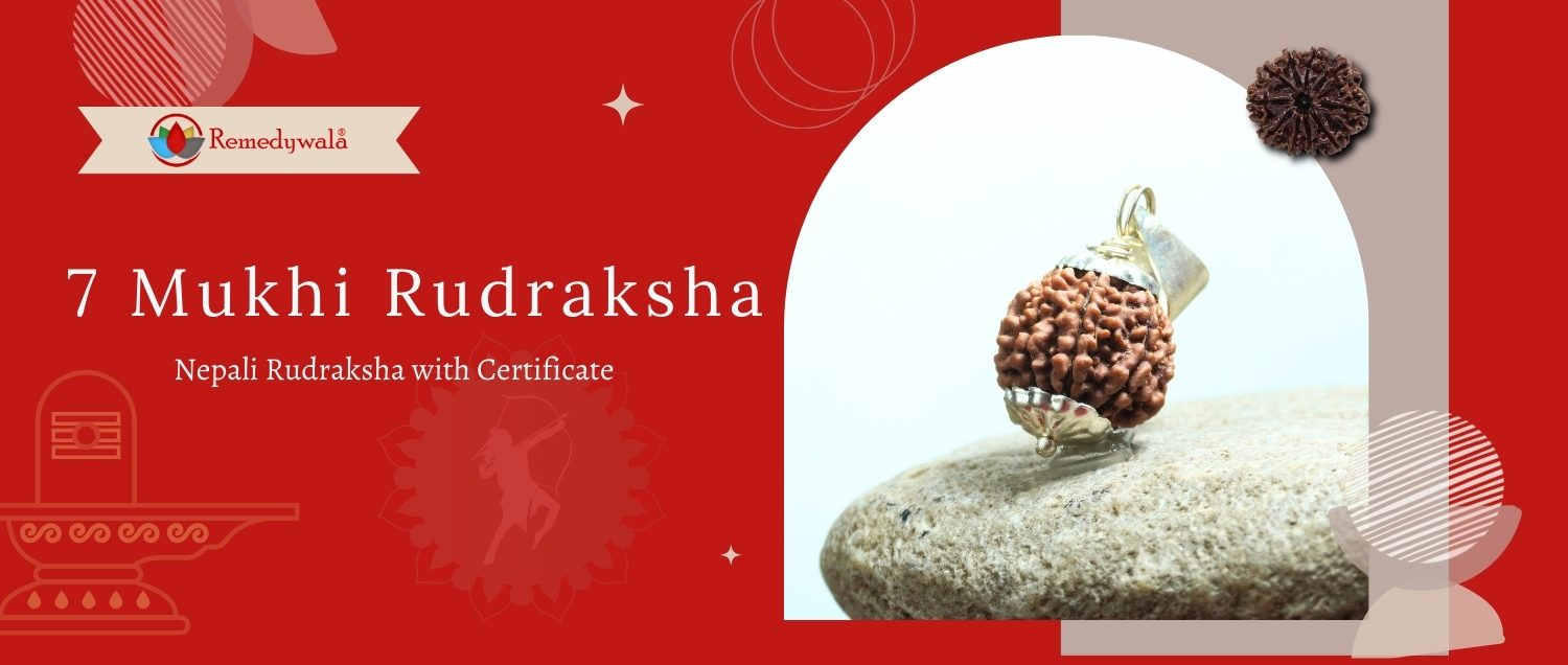 7 Mukhi Rudraksha / Seven Face Rudraksha