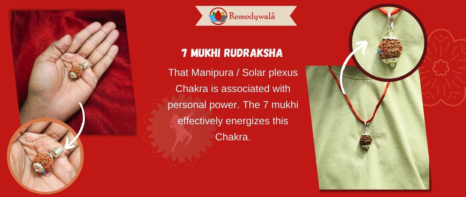 7 Mukhi Rudraksha / Seven Face Rudraksha