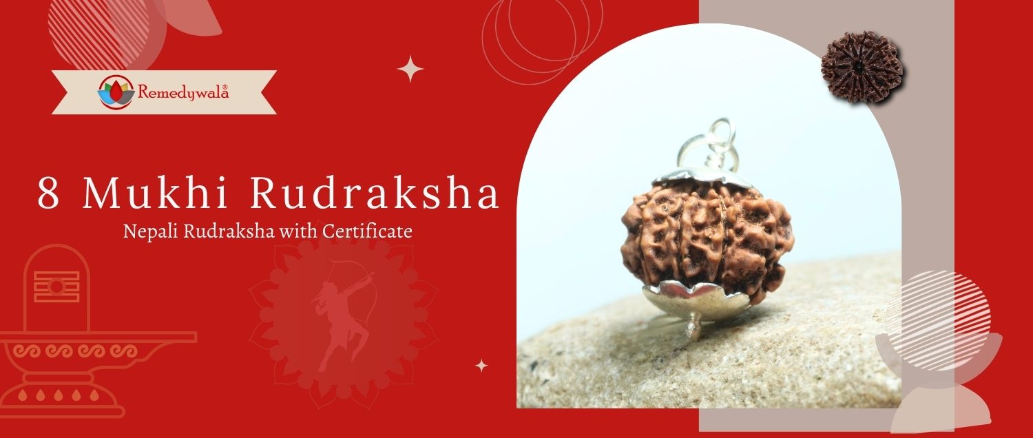 8 Mukhi Rudraksha / Eight Face Rudraksha