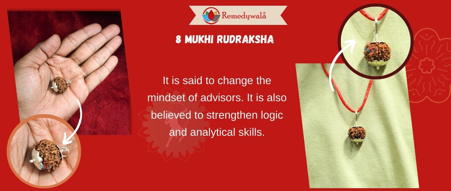 8 Mukhi Rudraksha / Eight Face Rudraksha