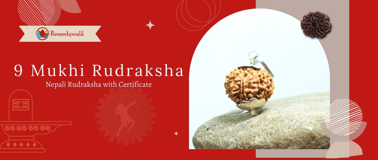 9 Mukhi Rudraksha / Nine Face Rudraksha