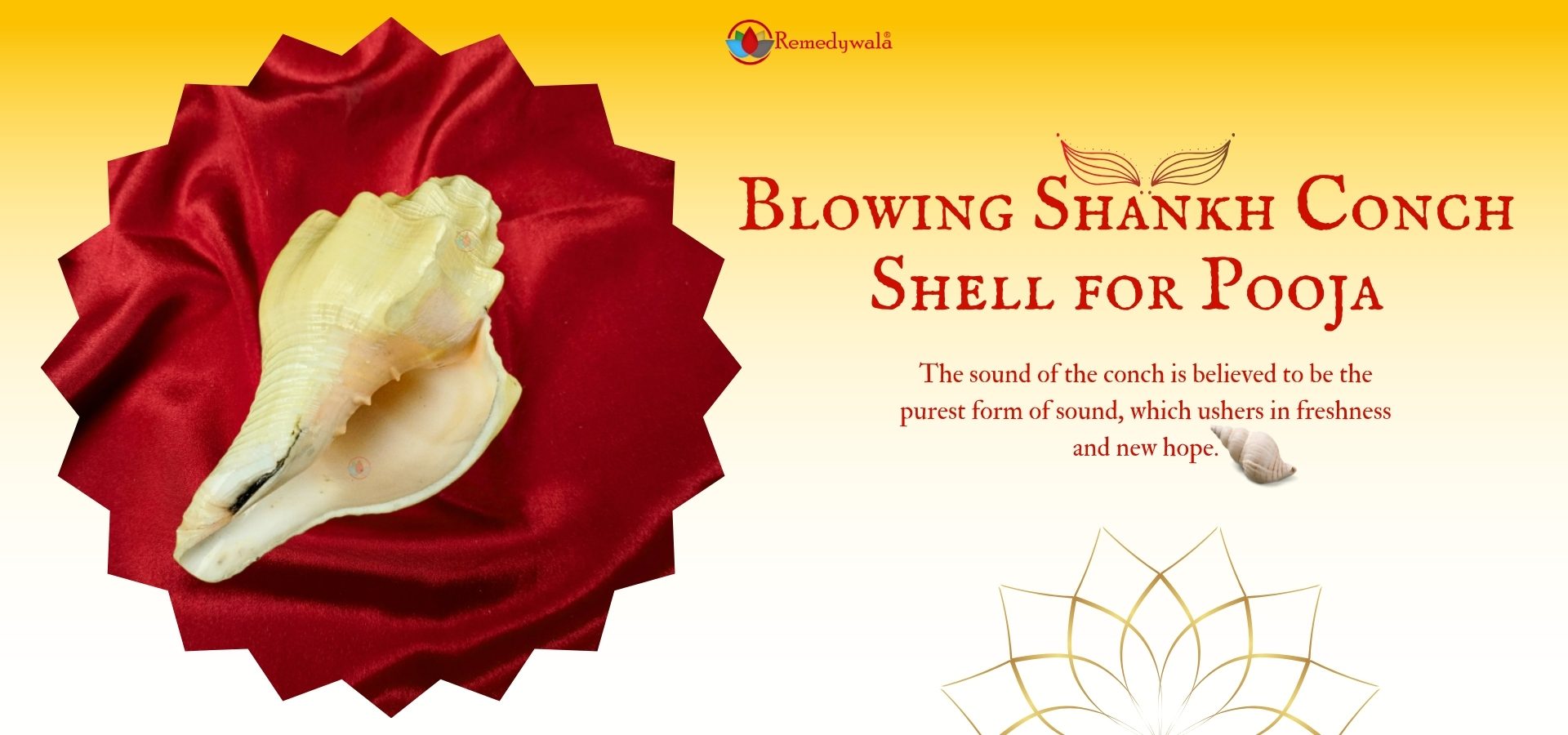 Blowing Shankh Conch Shell for Pooja (1)