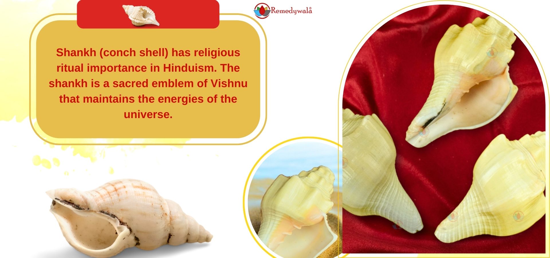 Blowing Shankh Conch Shell for Pooja (2)
