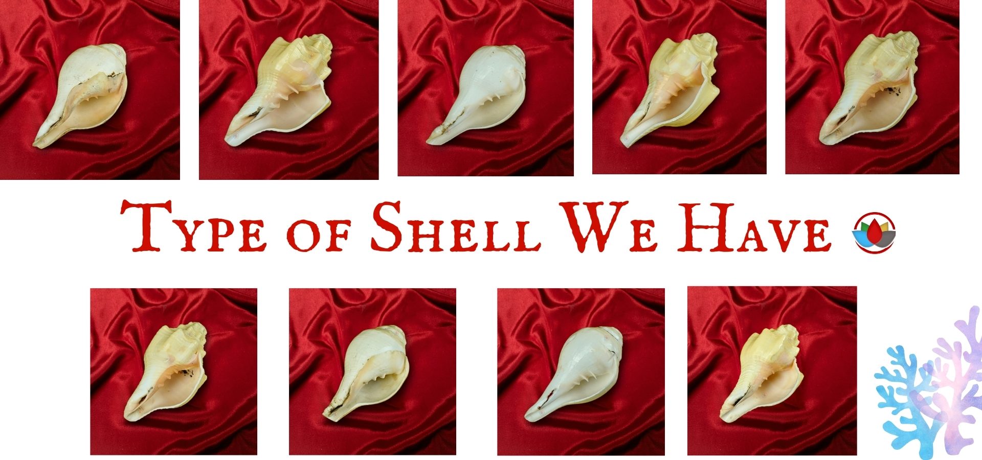 Blowing Shankh Conch Shell for Pooja (3)