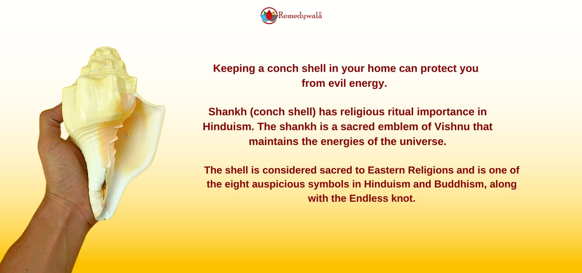 Blowing Shankh Conch Shell for Pooja (4)
