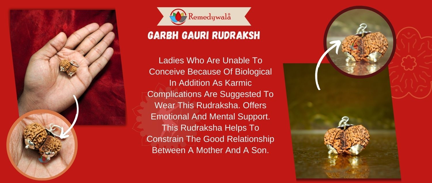 Garbh Gauri Rudraksha